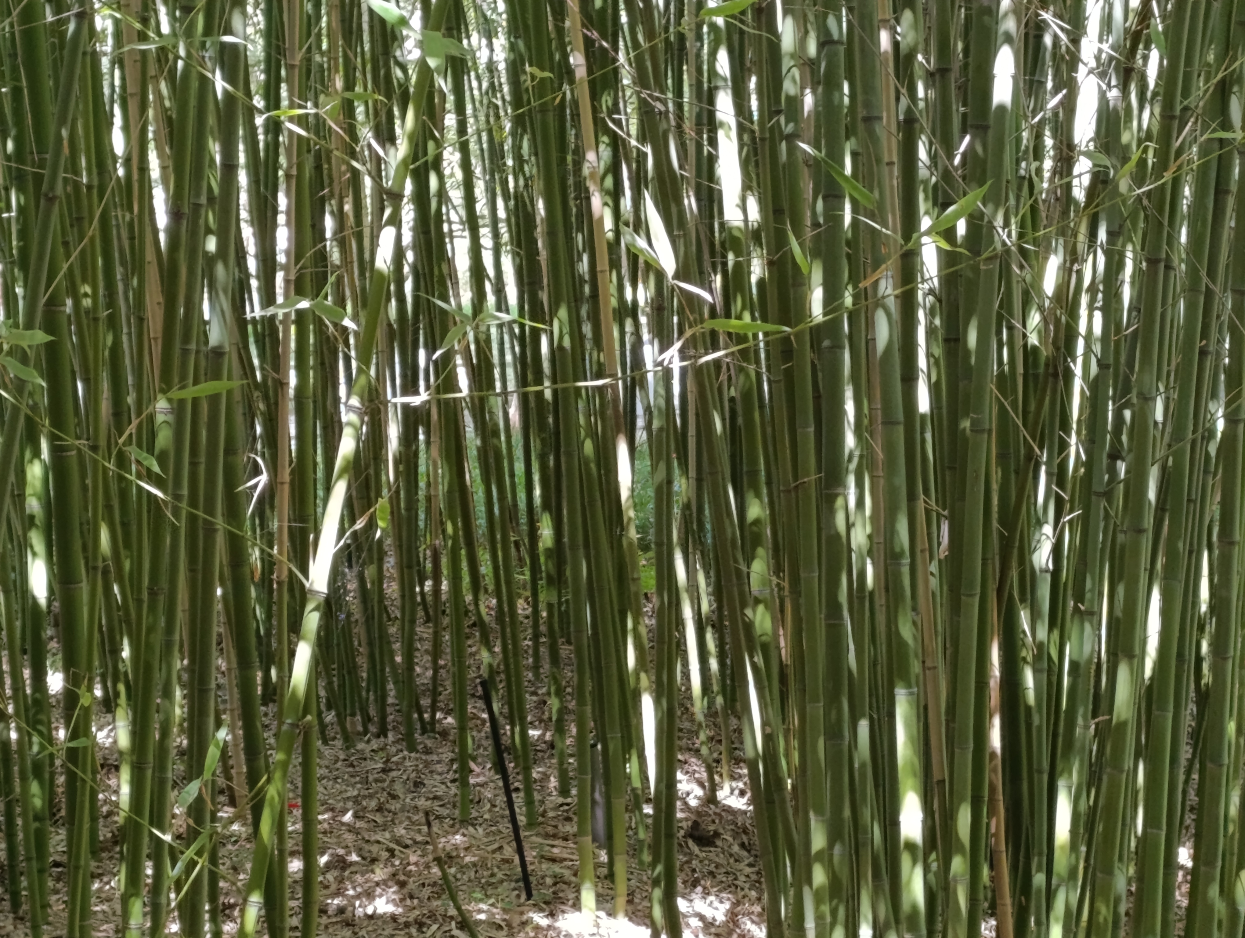 Bamboo, an immortal plant